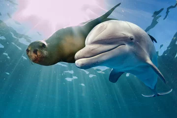 Tuinposter dolfijn en zeeleeuw onder water © Andrea Izzotti