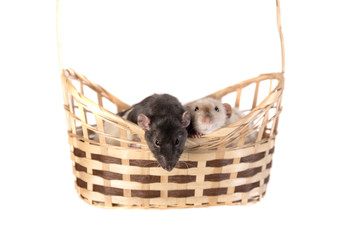 rats in a basket