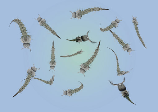 zika virus larven