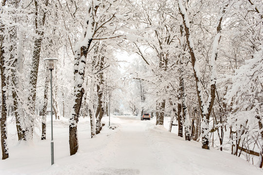 Beautiful winter alley-corridor of woods under the snow