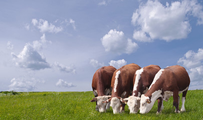 Cows grazing on a green meadow.
