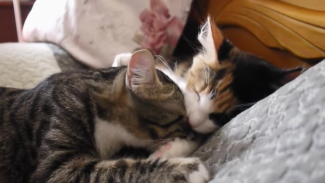 Cat licking another cat