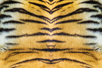 texture of real tiger skin