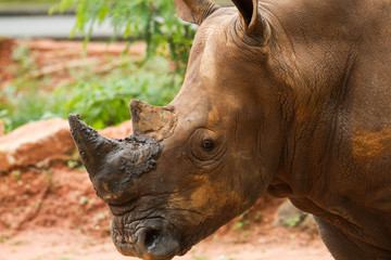 Fototapeta premium A close up photo of an endangered white rhino's face,horn and eye.