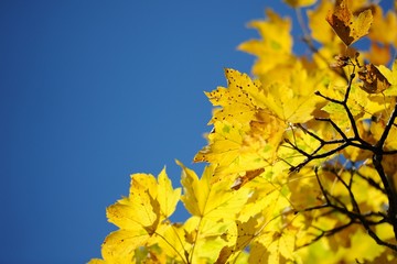 leaves golden light natural
