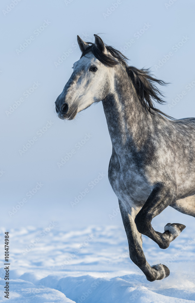 Poster grey horse - close up portrait in motion