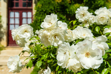 Obraz na płótnie Canvas Bush of beautiful roses in a garden