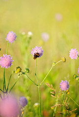 Obraz na płótnie Canvas bumblebee