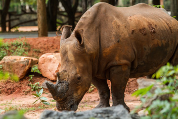 Fototapeta premium A close up photo of an endangered white rhino's face,horn and eye.