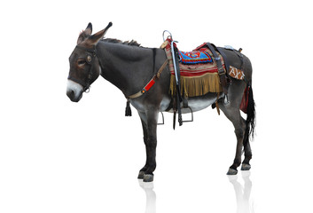 Donkey isolated on white background