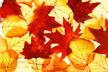 Naklejka na ściany i meble Golden autumn leaves background