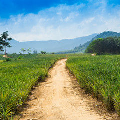 Fototapeta na wymiar pineapple field and road with white cloud in Thailand