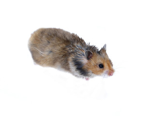 Brown Syrian hamster isolated