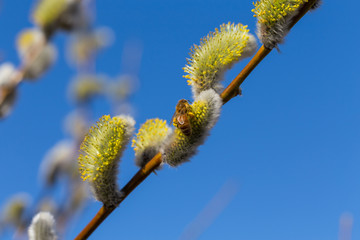 Fototapeta premium Fluffy soft willow buds