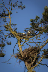 Eagle Pair Above Nest