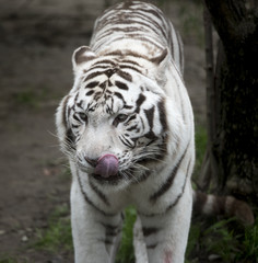 White tiger