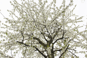 A cherry tree bloomed white flowers in spring