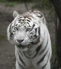 White tiger