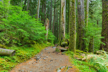 Sol Duc Rain Forest in Oregon