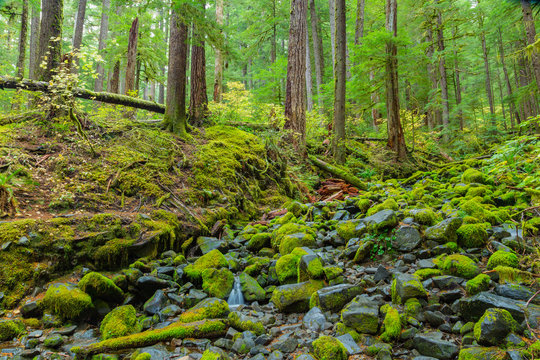 Fototapeta Sol Duc Rain Forest in Oregon
