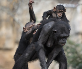 Chimpanzees mother