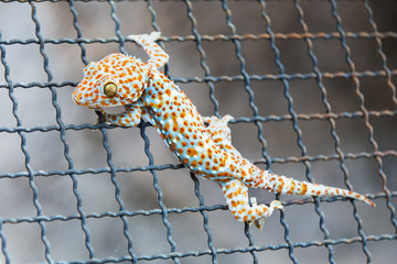 Closeup of a Gecko on steel mesh