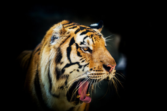 Sumatran Tiger Roaring