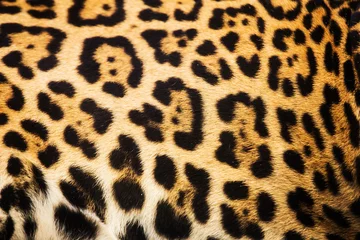 Fototapeten Close up leopard spot pattern texture background © subinpumsom