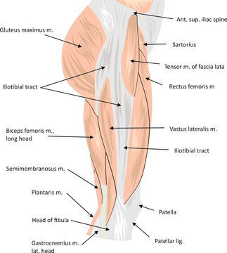 Hip musculature anatomy