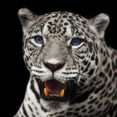 Obrazy na Plexi  Zbliżenie lampart jaguar patrząc w kamerę.