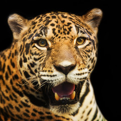 Adult Female Jaguar sitting on the rock looking into the camera