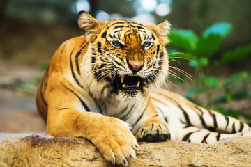 Sumatran Tiger Roaring
