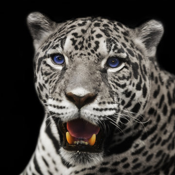 Closeup leopard  jaguar staring at the camera.