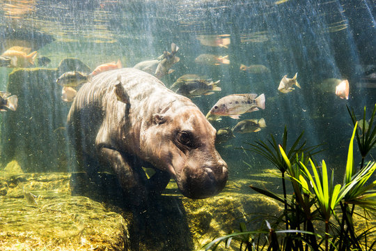 Pygmy hippos underwater