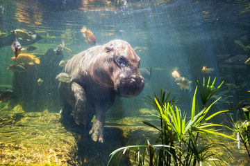 Pygmy hippos underwater - obrazy, fototapety, plakaty