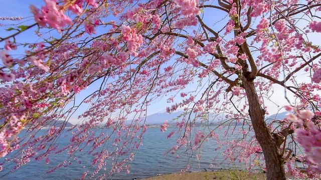 Fujisan view from Kawaguchiko lake, Japan