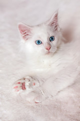 White little Maine Coon