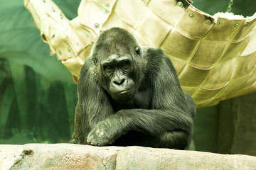 A large male silver of back gorilla sitting - Powered by Adobe