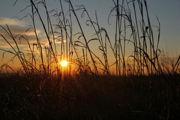 field of grass during beautiful sunset