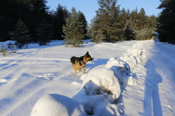 Собака немецкая овчарка в сугробе в зимний солнечный день