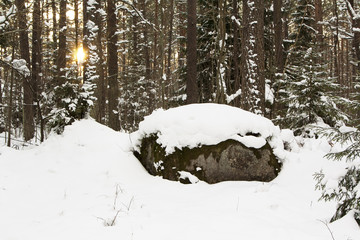 Boulder in the snowy forest
