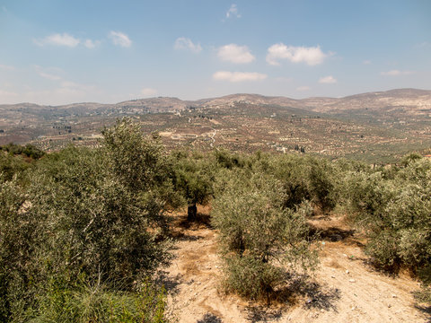 Panorama land around Sebastia in Samaria, Israel. Olive trees an