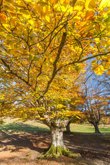 Naklejka premium Otoño en el hayedo