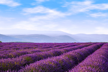 Plakat Lavender field summer near Sault.