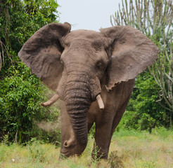 Fototapety  Wielki stary słoń biegnie prosto na ciebie. Afryka. Kenia. Tanzania. Serengeti. Masajów Mara. Doskonała ilustracja.