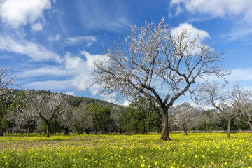 Fototapeta na wymiar blossoming almond tree