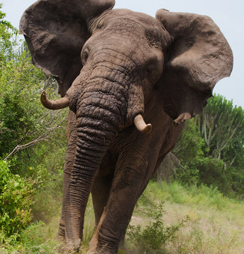 Big old elephant is running straight at you. Africa. Kenya. Tanzania. Serengeti. Maasai Mara. An excellent illustration.