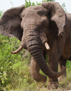 Big old elephant is running straight at you. Africa. Kenya. Tanzania. Serengeti. Maasai Mara. An excellent illustration.