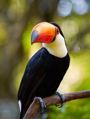 Toucan on the branch