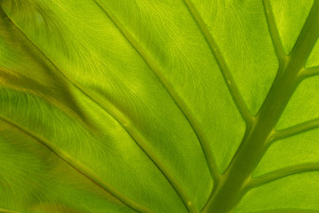 Leaf veins